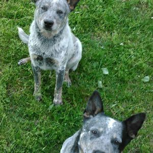 Meet your Posher, Dennis